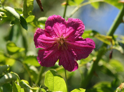 Miniature Clematis - Rose Garden