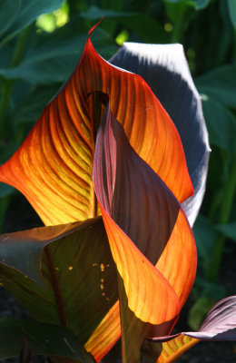 Canna - Tropical Outdoor Garden