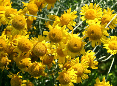 Cone Flowers