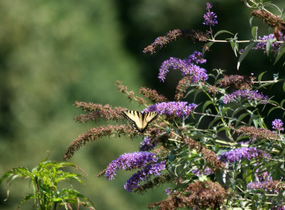 Swallow Tail Butterfly on a Buddleja Bush