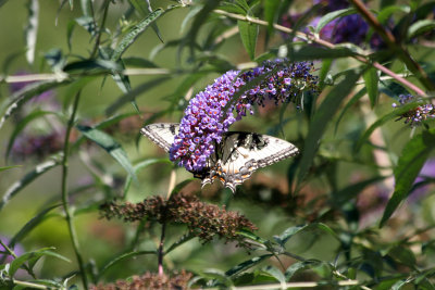 Swallow Tail Butterfly on a Buddleja Bush