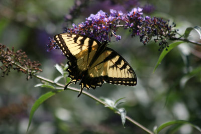 Swallow Tail Butterfly on a Buddleja Bush