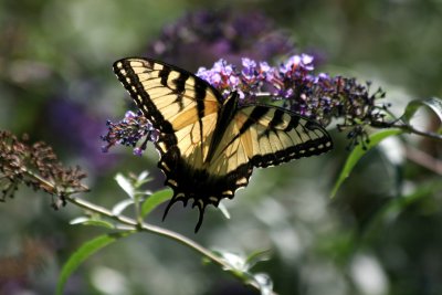 Swallow Tail Butterfly on a Buddleja Bush