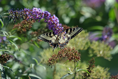 Swallow Tail Butterfly on a Buddleja Bush