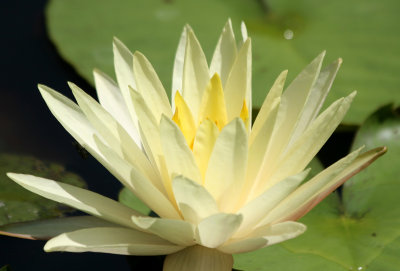 Water Lily