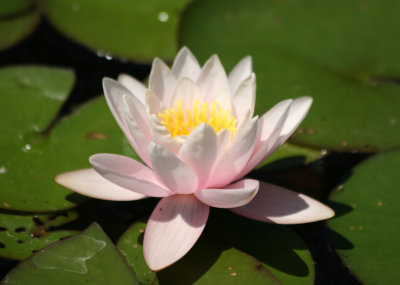 Water Lily