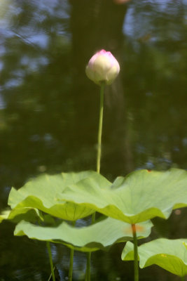 Lotus - Pond Reflection