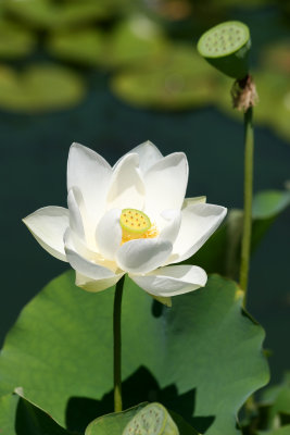 Lotus