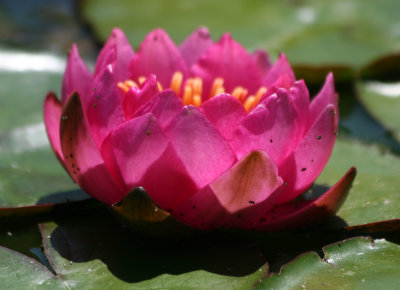 Water Lily