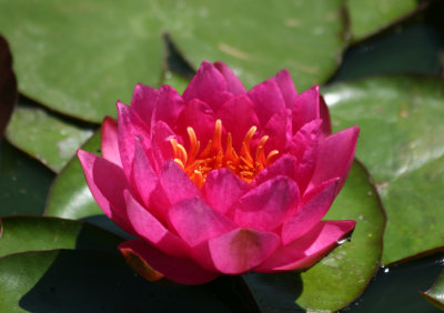 Water Lily