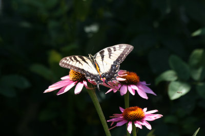 Swallow Tail Butterfly and Echinacea