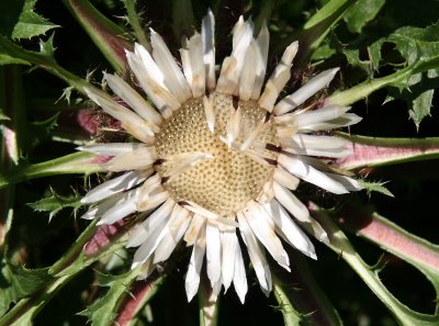 Thistle Blossom - Herb Garden