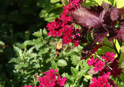 Humming Bird Moth & Verbena