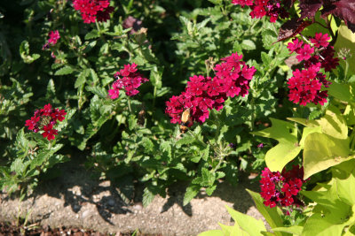 Humming Bird Moth & Verbena