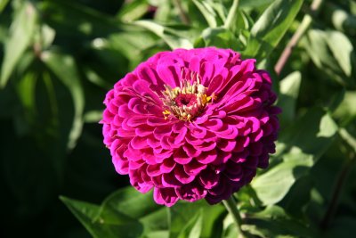 Zinnia