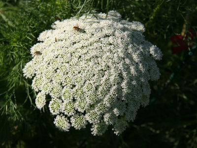 Queen Ann's Lace