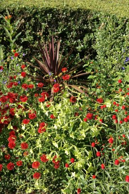 Garden View - Gomphrena