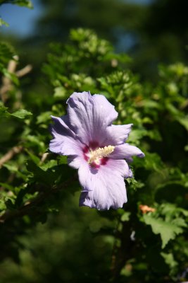 Hibiscus or Rose of Sharon
