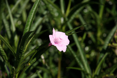 Unknown Flower