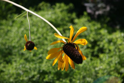 Cone Flower