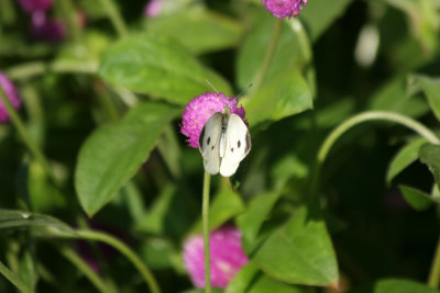 Cabbage Butterfly & Gomphrena