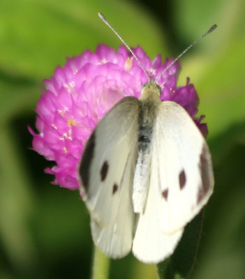 Cabbage Butterfly & Gomphrena