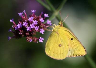 Butterfly & Verbena Blossoms