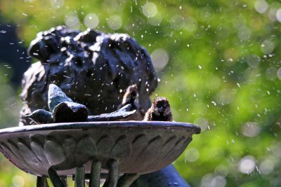 'Secret Garden' Memorial Statue & Bird Bath