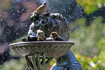 'Secret Garden' Memorial Statue & Bird Bath