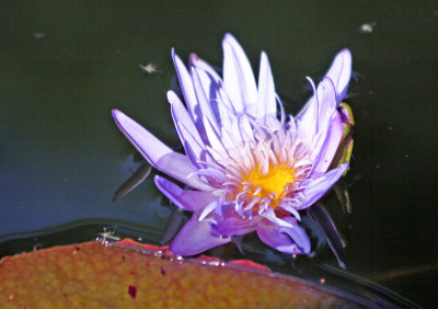 Water Lily Blossom