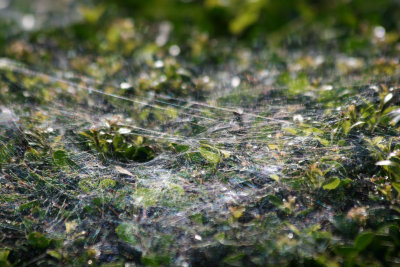 Spider Web on a Hedge