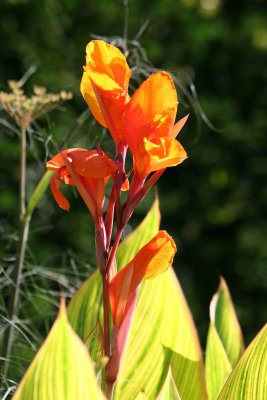 Canna or Indian Shot