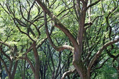 Red Tailed Hawk in an American Elm Tree - Central Park Mall