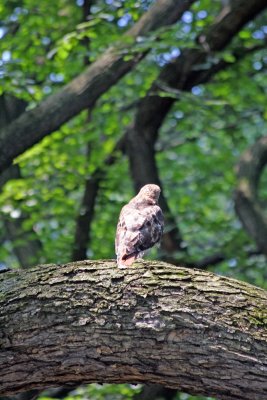 Red Tailed Hawk in an American Elm Tree - Central Park Mall