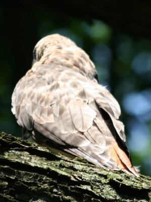 Red Tailed Hawk in an American Elm Tree - Central Park Mall