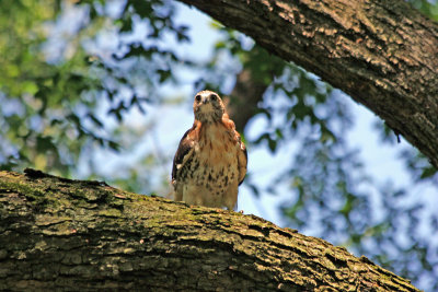 Red Tailed Hawk in an American Elm Tree - Central Park Mall