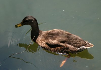 Duck - Duck Pond Area