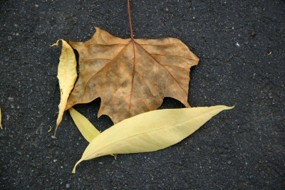 Willow & Sycamore Tree Ground Foliage