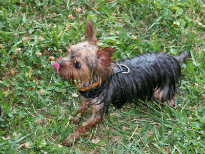 Miette Anticipating a Treat after Fetching a Ball in a Lawn Sprinkler