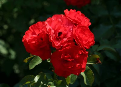 Red Rose Bouquet - Robert Wagner Jr Garden Area
