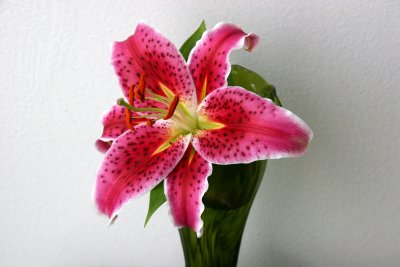 Stargazer Lily - A Gift from My Neighbor's Garden