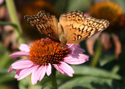 Butterfly & Echinacea