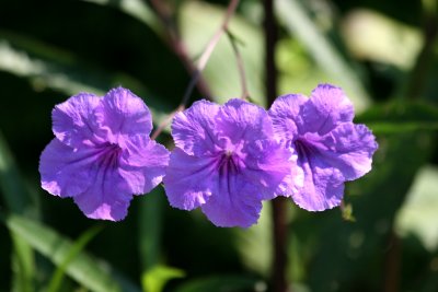 Ruellia - Robert Wagner Jr Park