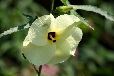 Hibiscus - Robert Wagner Jr Park