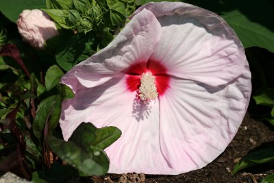 Hibiscus - Robert Wagner Jr Park