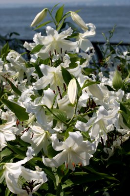 Lilies - Robert Wagner Jr Park