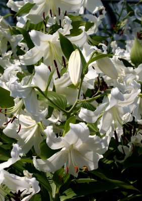 Lilies - Robert Wagner Jr Park