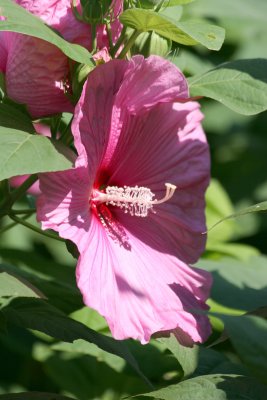 Hibiscus - Robert Wagner Jr Park