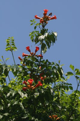 Trumpet Vine Flowers - Robert Wagner Jr Park