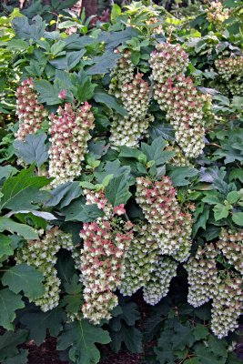 Hydrangea - Home Garden Center